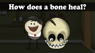 How does a bone heal? | #aumsum #kids #science #education #children