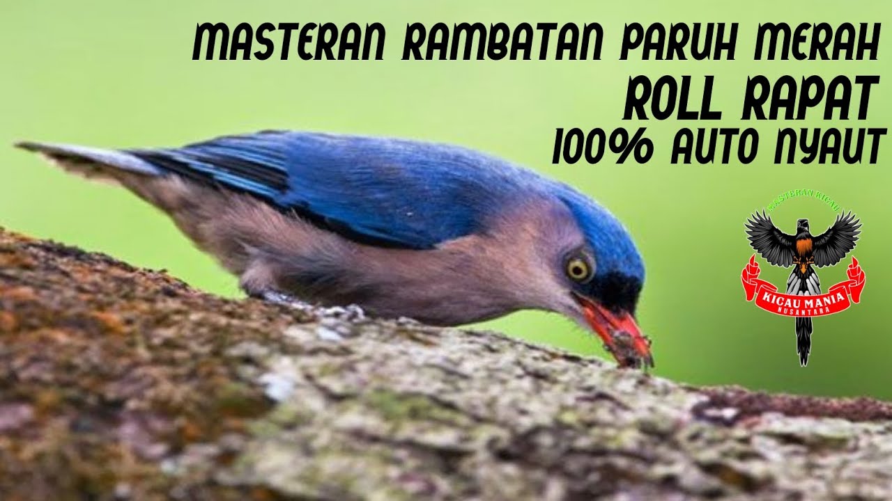 MASTERAN RAMBATAN PARUH MERAH ROLL RAPAT - YouTube