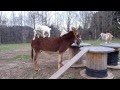 Four Kiko goat kids playing with Fred the Mammoth donkey