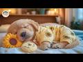 12 Hours Deep Sleep Music for Dogs 🐕 Dog Relaxation Music 🎶 Helping Dogs Sleep Faster and Deeper