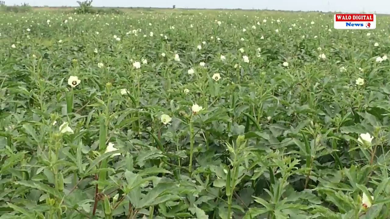 AGRICULTURE-GOMBO: NIAYE SARRAUT LIVRE DE NOUVELLES A HAUT RENDEMENTS