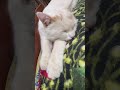 #позитив #cat #видосыоткота #котики #прикольныекоты #цитаты #кот #веселыекоты #юмор #котофейка