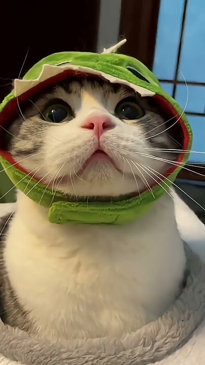 'Warning: This Cat Video Will Make You Cry Laughing!'