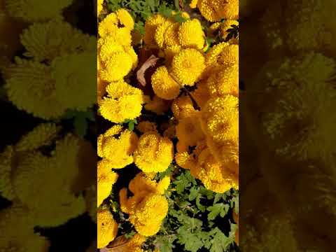 Video: Yellow chrysanthemum - queen of autumn