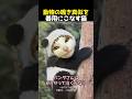 動物の鳴き真似を器用にこなす猫