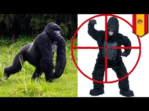 Видео: Испанский ветеринар из зоопарка усмиряет смотрителя в учении по спасению от горилл