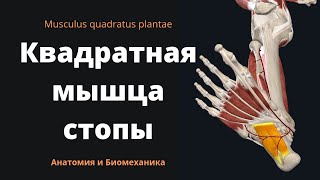 Квадратная мышца подошвы. Musculus quadratus plantae. 3D анатомия.