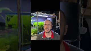 Come depongono le uova #neocaridina? #acquario #neocaridina #aquascape