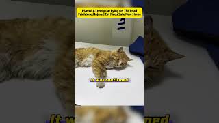 I Saved A Lonely Cat Lying On The Road #Rescue #Cats #Dogs #AnimalProtection #Love#foryou