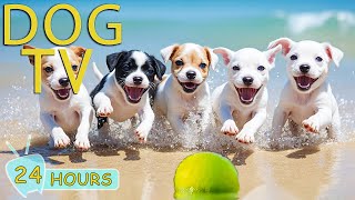 Download Lagu DOG TV: Best Videos Entertain for Dogs to Watch All Day When Home Alone - No-Stress Music for Dogs MP3