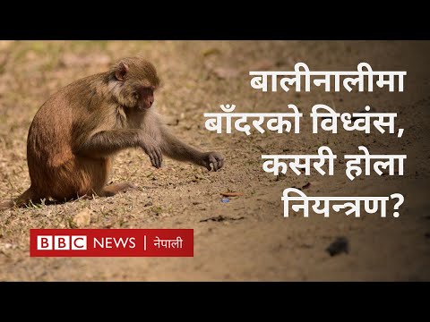 Monkey menace Nepal agriculture: बाँदरले गर्दा नेपाली किसान हायलकायल - BBC Nepali Sewa