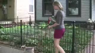 Bark in the Park