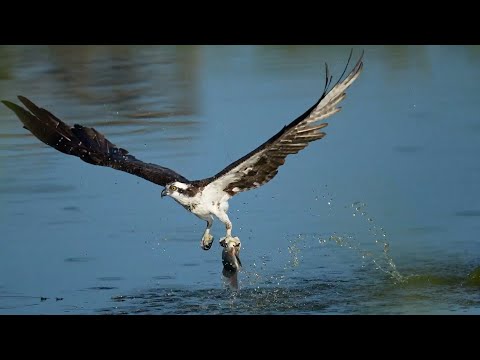 Видео: СКОПА В ДЕЛЕ! Рыбный истребитель, от когтей которого не уйдет НИКТО!