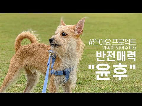 [안아요 프로젝트] 이제 당신은 윤후에게 빠집니다.. 레드썬!/입양완료