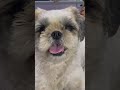 Hamari daisy so lazy 😂💕#daisysvlog #shortvideos #like #shitzu #cute