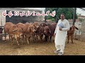 A brahman cow gave birth to 10 calves in 1 year  embryo transfer technology cow  cattle farming