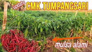 HASIL PANEN DARI TUMPANGSARI CABE KERITING & JAGUNG!!! SUPER LEBATT