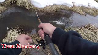 Trout fishing with Mealworms