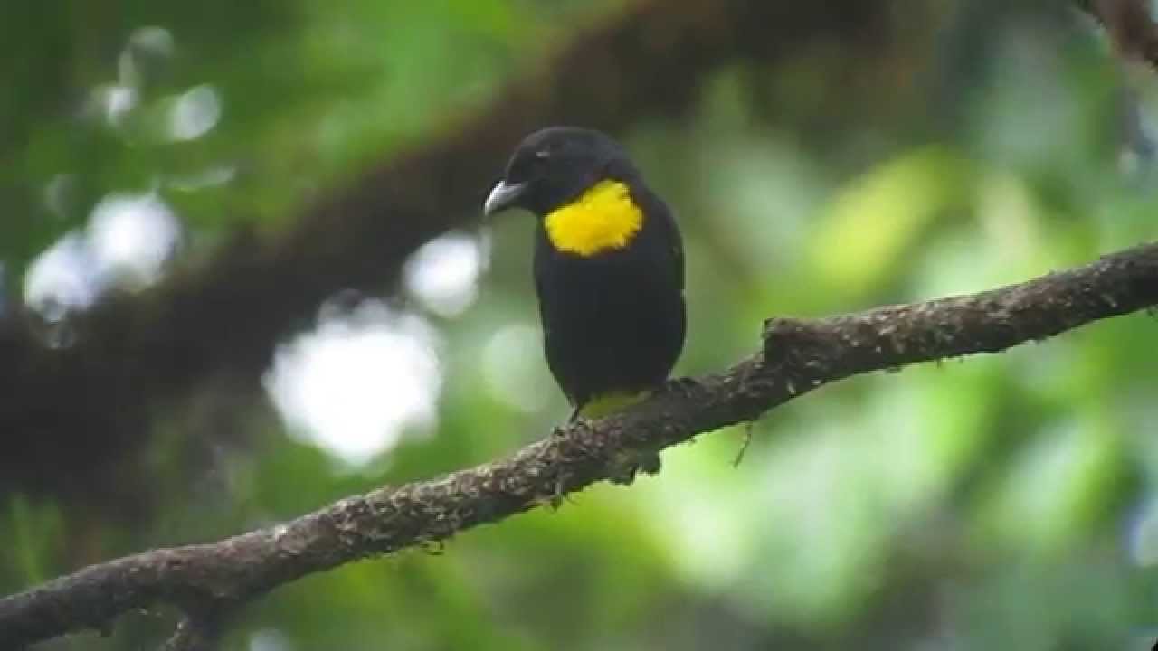 Golden-chested Tanager - Bangsia rothschildi - Anchicayá, W Andes
