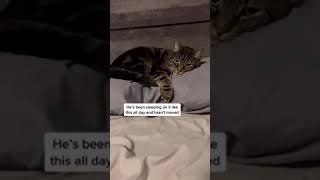 Add It To The List Of Reasons Why Milo Is Boujee