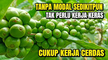 TAK PERLU KERJA KERAS CUKUP KERJA CERDAS TANPA MODAL SEDIKITPUN PETANI KOPI