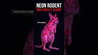 Why Does This Giant Rodent Glow Under UV? #Springhare #WildlifeShorts #shorts