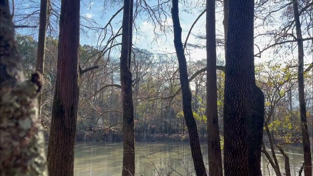 Shirey Bay/Rainey Brake WMA Duck Hunt 2023 YouTube