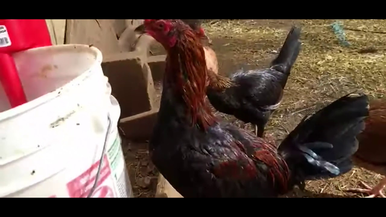 Dr Fabio Abreo  muy buen vídeo