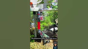Ống xả cánh quạt giúp bộ lọc tạo sóng tăng oxy cho bể cá | Filter impeller outlet #aquatic  #shorts