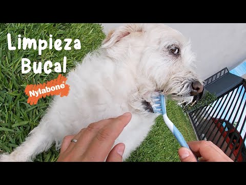 Video: Una lista de alimentos que son buenos para los perros