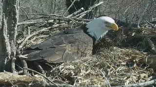 Decorah Eagles,Egg Roll \& Dad Pulling In Blanket 3\/4\/18