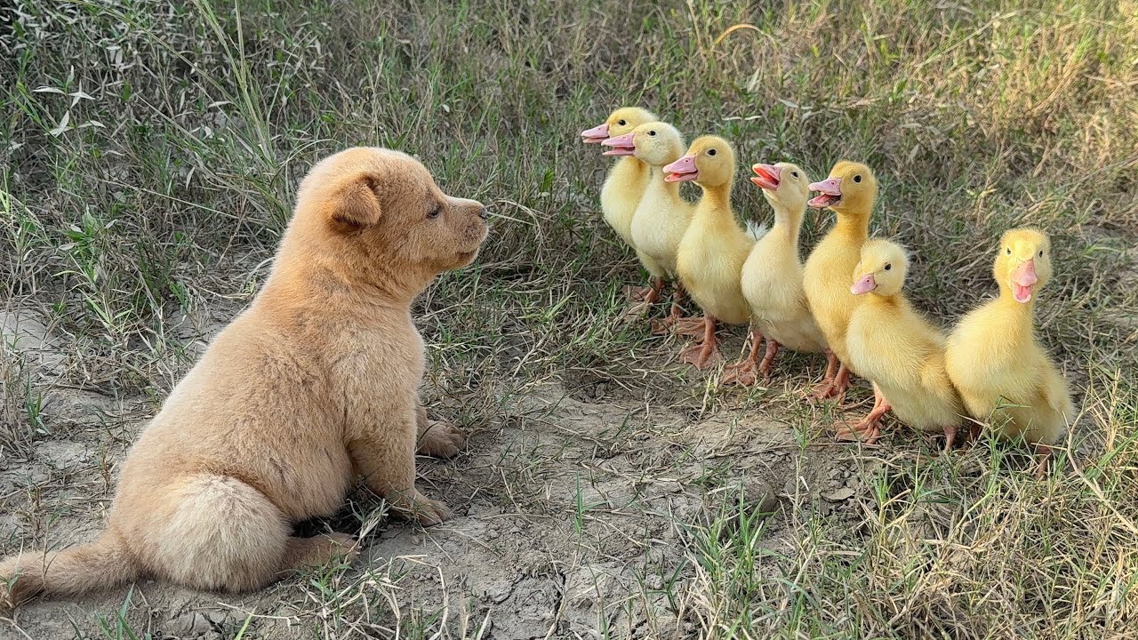 A puppy in the wild is so funny, it takes the ducklings to find treasures and delicious food.so cute
