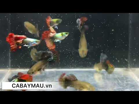 Video cá bảy màu Rồng Đỏ Indo Vay BDS Tuyển Giống -... - youtube