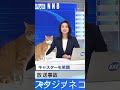 放送事故！スタジオに迷い込んだ可愛いお客さん
