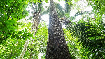 Respect the Amazon - Greenpeace X Guardian