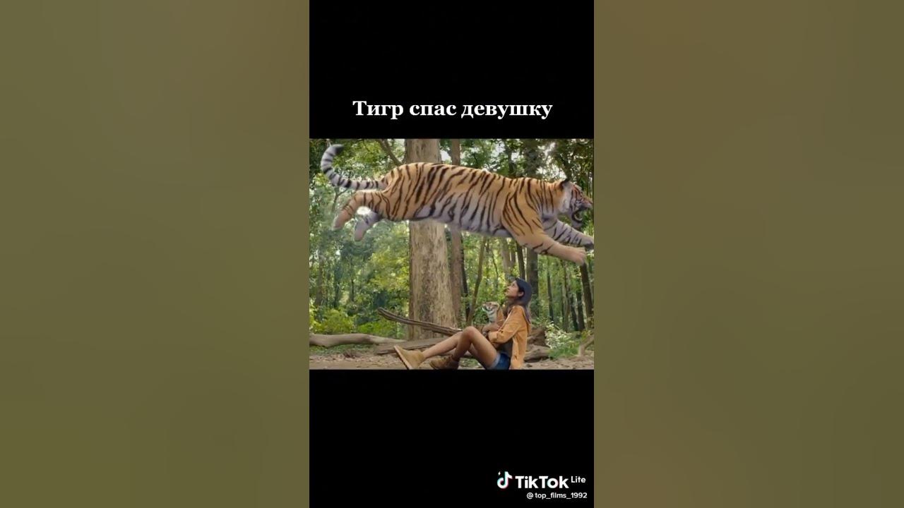 Тигр спас. Тигр спас