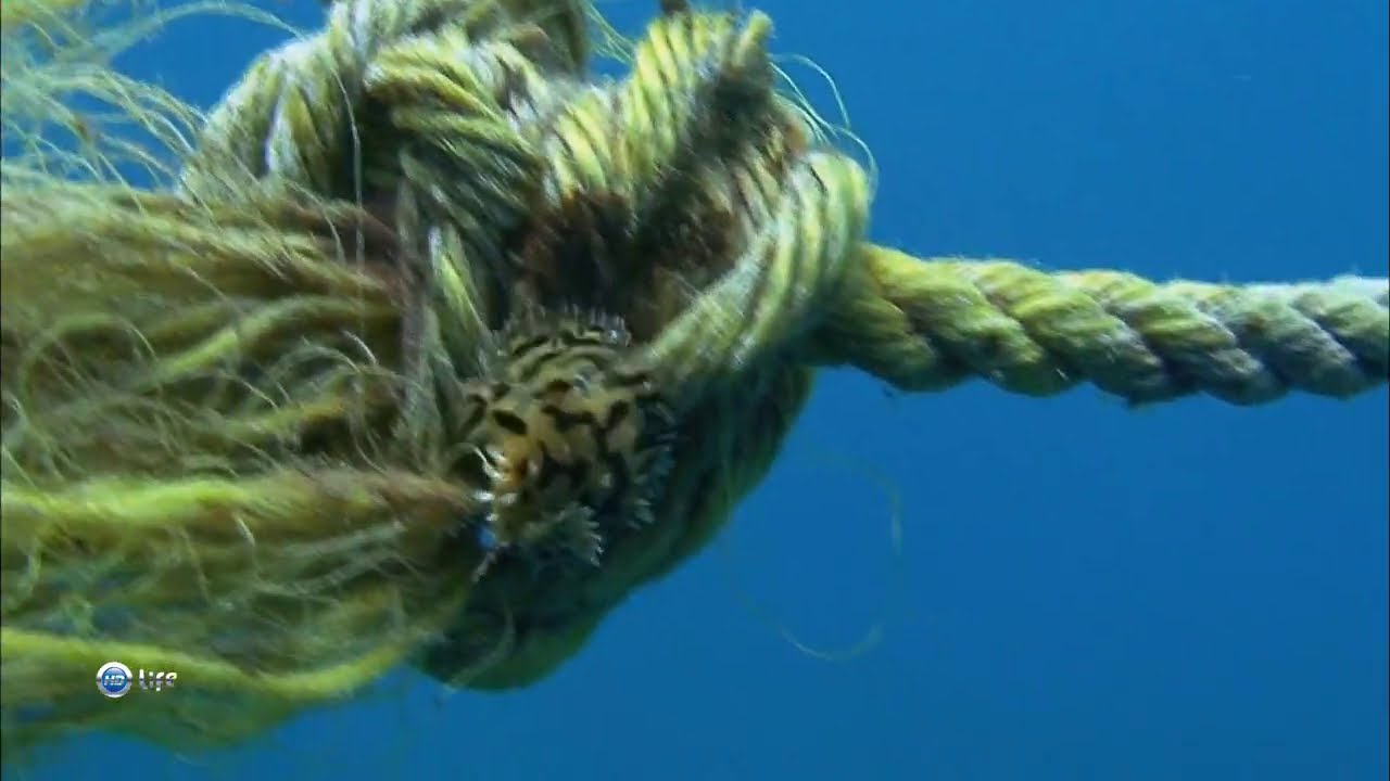 Как маскируется морской клоун (Histrio histrio) ?