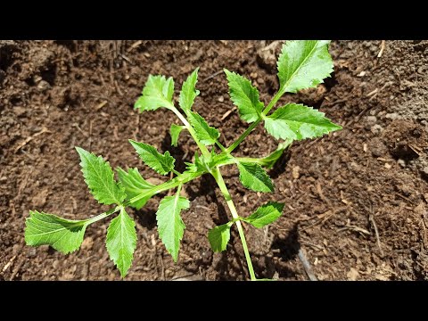 Video: Plante wat van volle son en sand hou: volsonplante met sandgrond