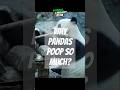 Why pandas poop so much? | #panda #shorts #youtubeshorts #shortvideo #short #facts