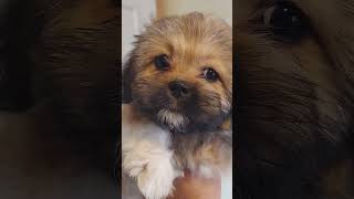 10 Week Old Purebred,  Lhasa Apso Puppies Romp Around