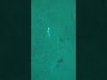Flounder Nibbles &amp; Quillback Rockfish! Underwater Footage! #alaska #fishing #juneau