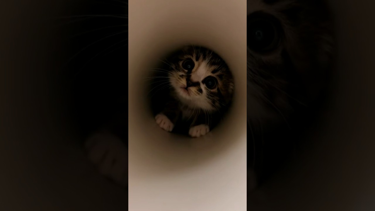 Tabby Kitten Repeatedly Pounces at Camera From Inside Tube