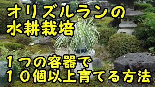 オリズルランの増やし方 Youtube