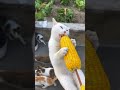 The confusing behavior of animals My daily life with pets Whether cute pets are cute or not Cute