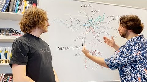 Video synopsis: Schwann cell lineage multipotency (EMBO Journal)