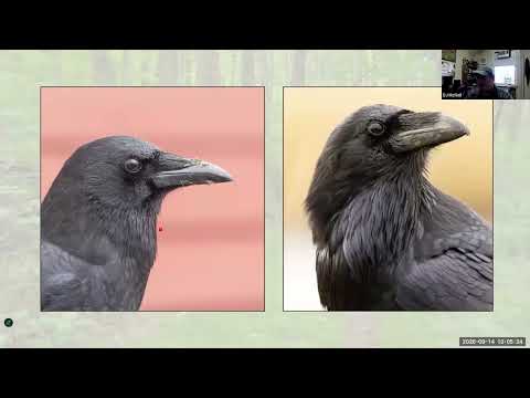 Wings of Kentucky - Corvids and Friends