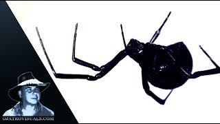 Black Widow Spider Alert 01 Footage