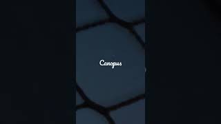 Vendo O Amanhecer E Também A Estrela Sirius E Canopus