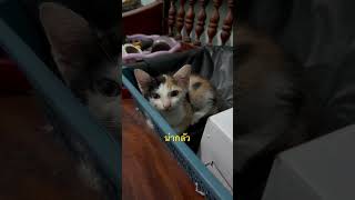 น่ากลัว #vlog #cat #cafed