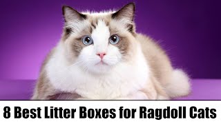 8 Best Litter Boxes for Ragdoll Cats — Reviews & Top Picks